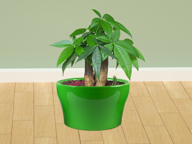 花瓶鮮花有什么樣的選擇？